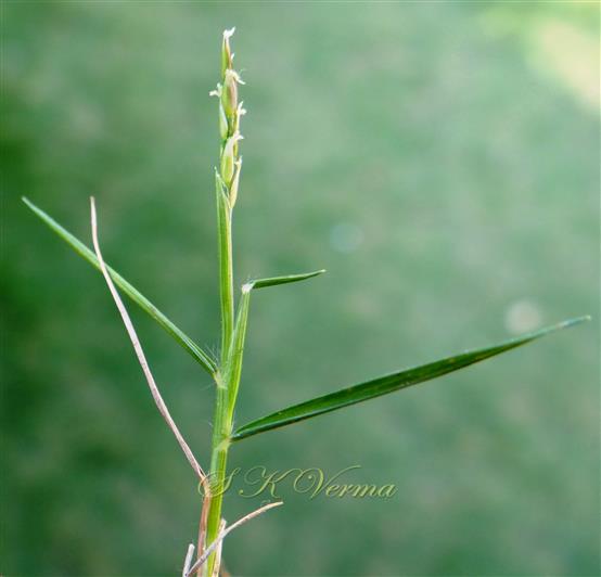  Stem with leaves and inflorescence